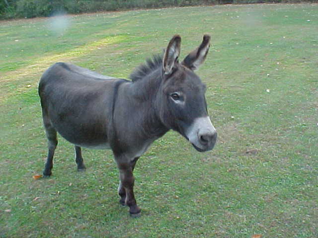 godog donkey large